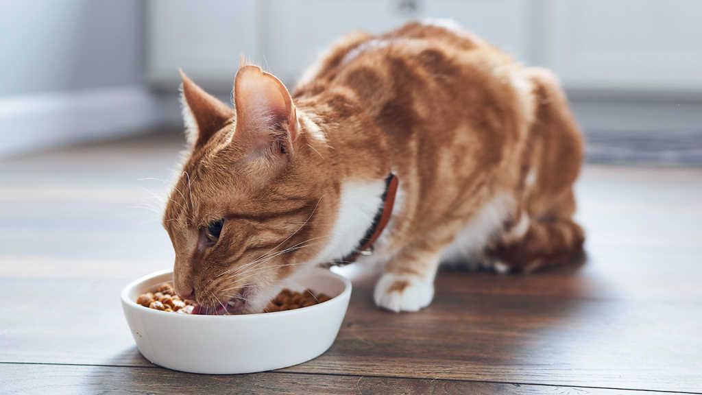 Nutrición básica para gatos
