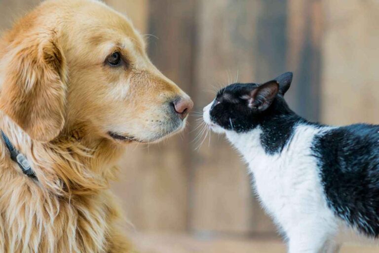 Estas son las Principales diferencias entre los perros y los gatos