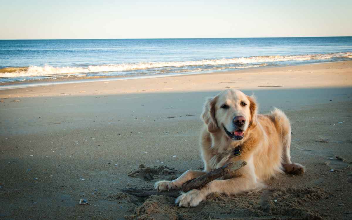 perro a la playa