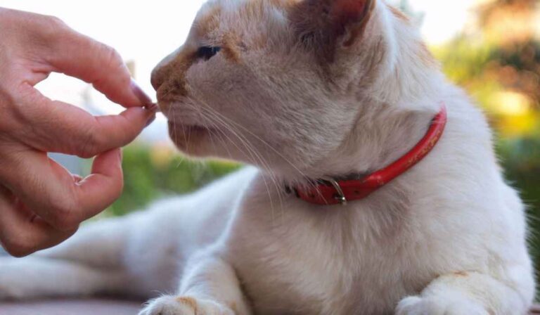 Cómo darle medicina a un gato
