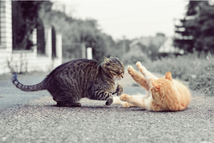 Gatos jugando o peleando
