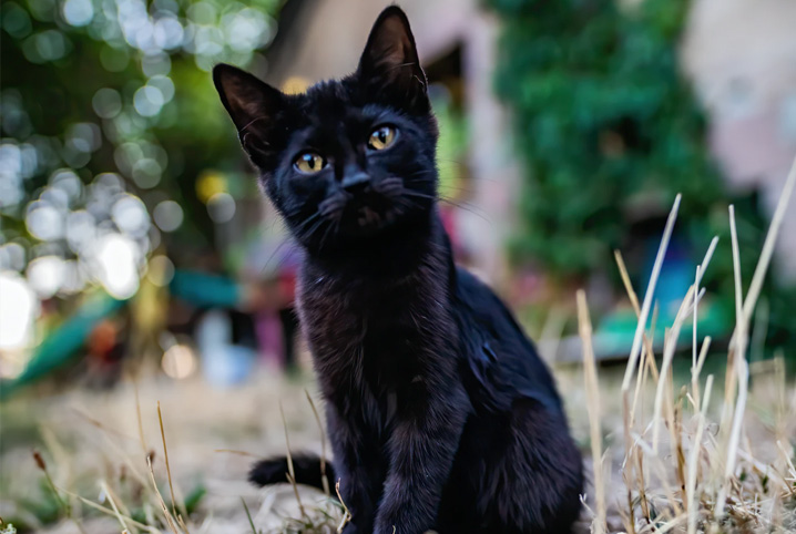 gatito gato negro