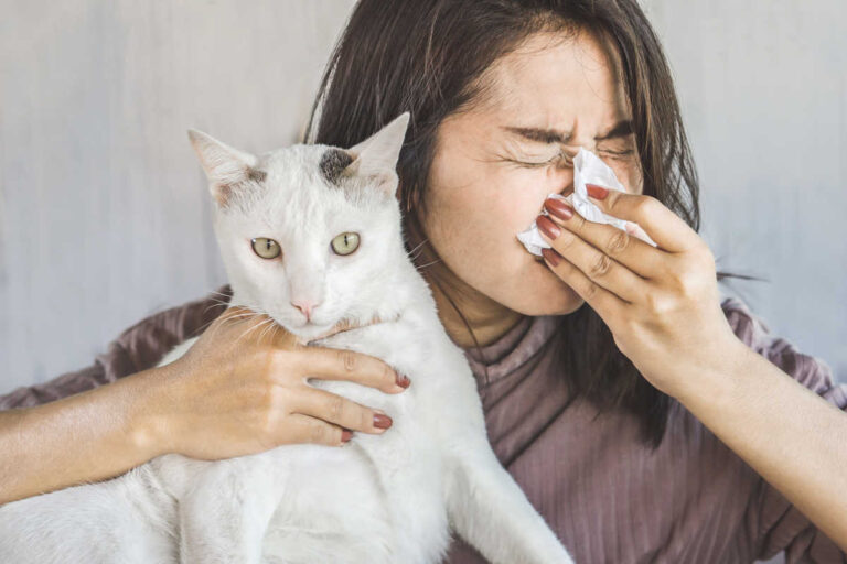 Como lidiar correctamente con las alergias a los gatos