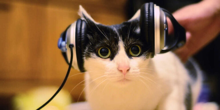 Música para gatos, ¿qué efecto tienen las canciones en los felinos?