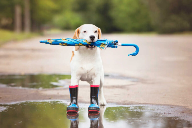 Problemas de salud que puede tener un perro al estar en contacto con el agua de lluvia