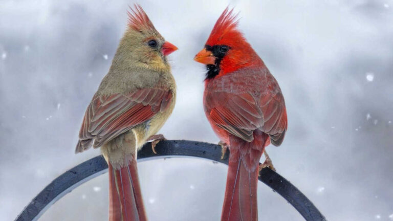 Cómo diferenciar los pájaros machos de las hembras