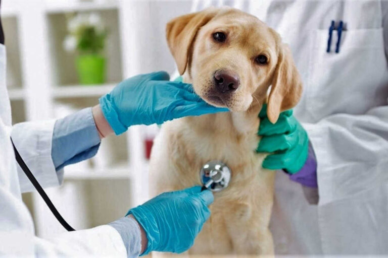¿Como elegir un buen veterinario en Arequipa?