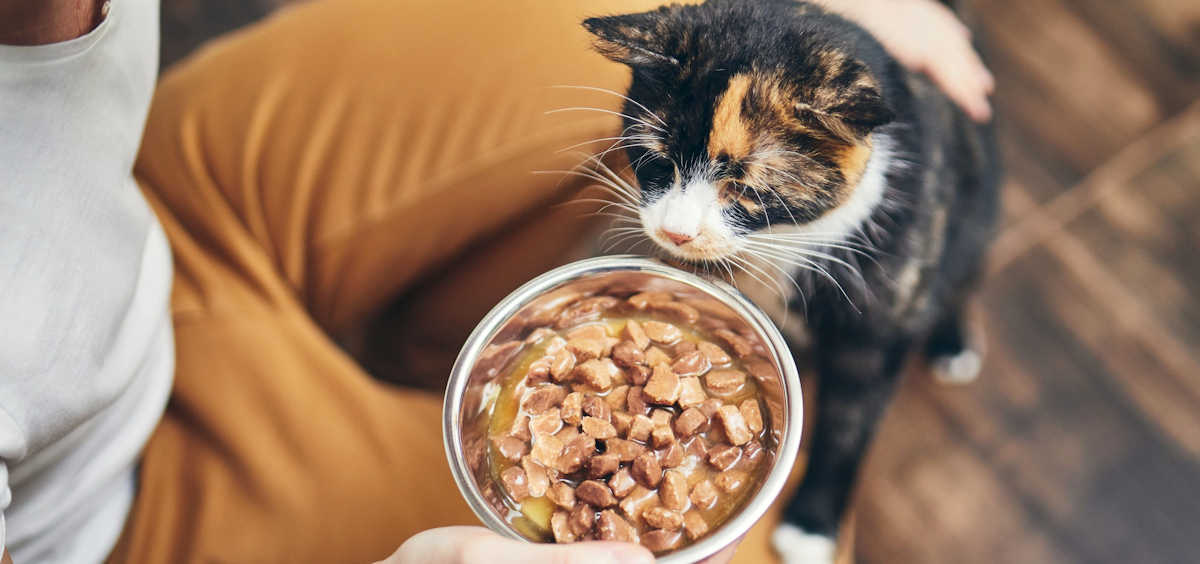 ¿Se debe dar comida de humanos a un gato?