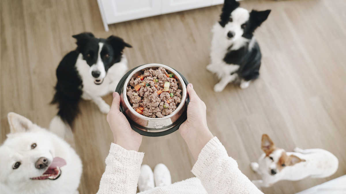 Por qué alimentar a tu perro con comida natural y evitar los procesados