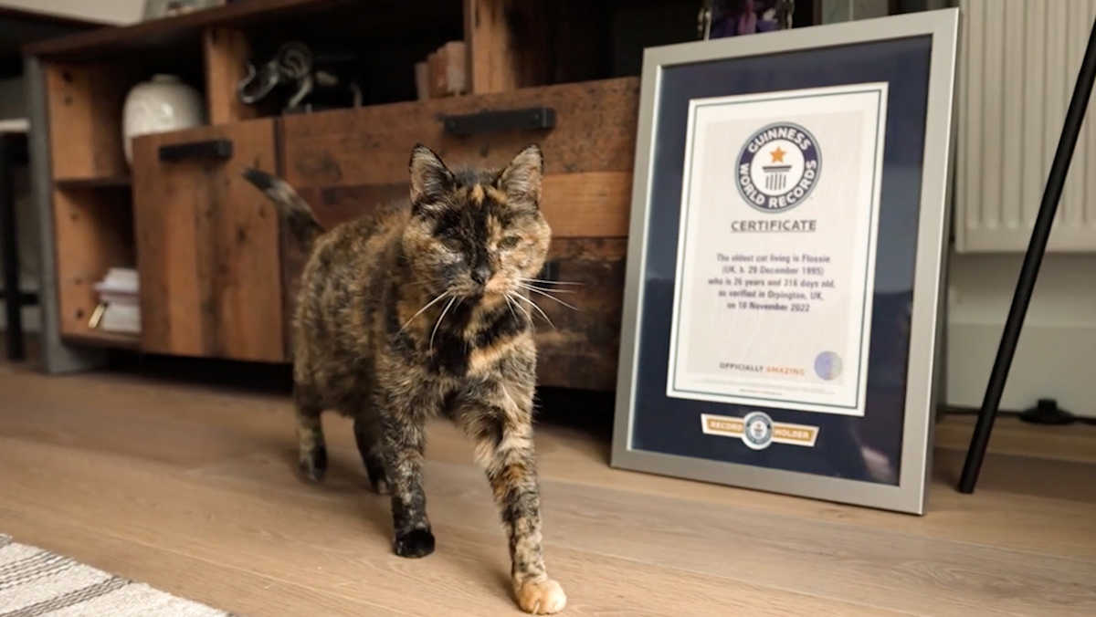 Flossie, una gata británica, se ha convertido oficialmente en la gata más vieja del mundo.