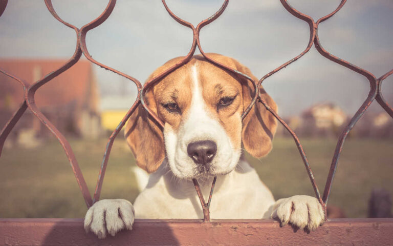 Ansiedad por Separación en Perros – Síntomas y Tratamiento