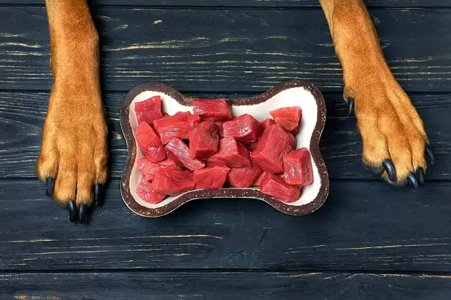 Alimentos que su perro no debe comer