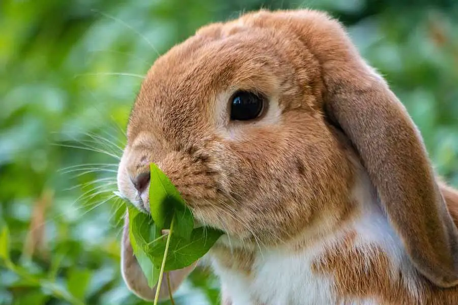 Consejos esenciales para cuidar a un conejo 1