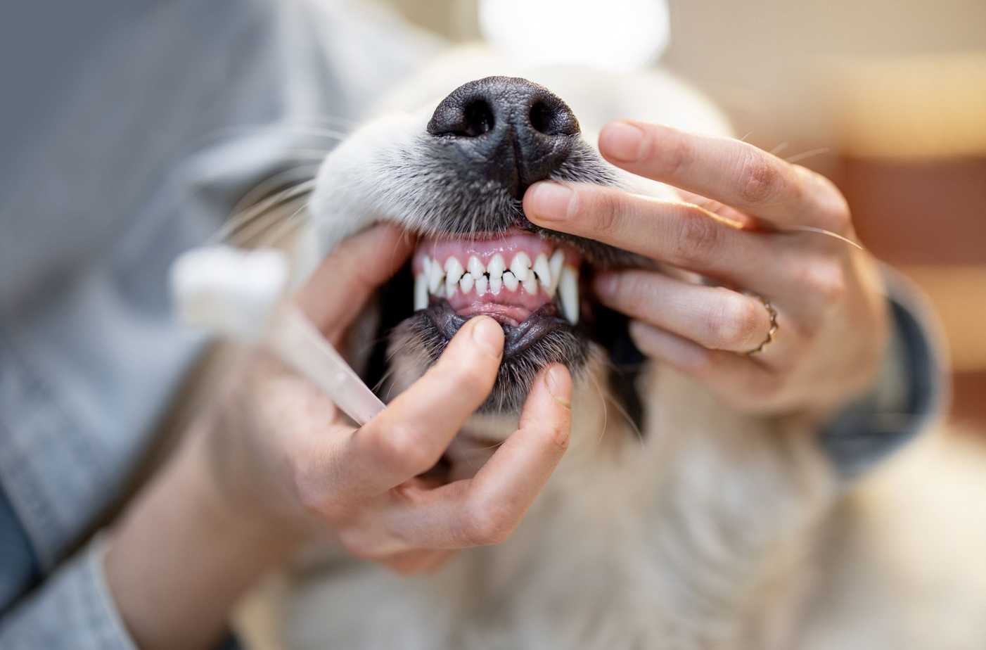 Evitar la enfermedad periodontal en perros y gatos