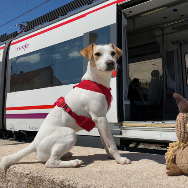 Cómo Llevar a tu Perro en el Tren