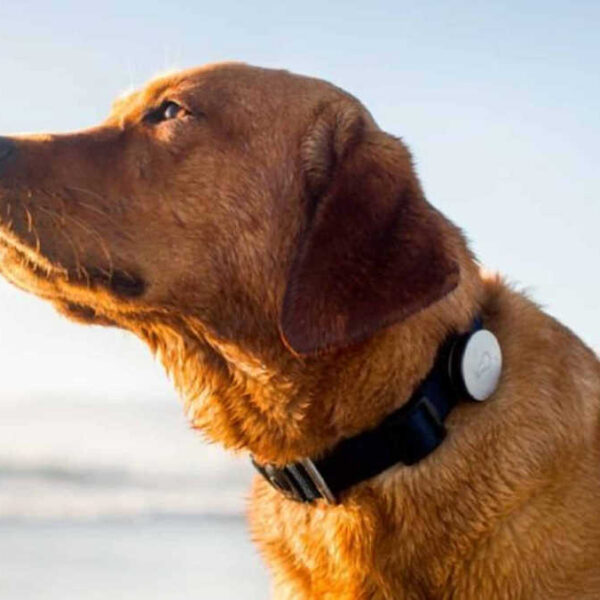 Collar GPS para Perros: Una Guía para Elegir el Mejor Tipo para tu Mascota