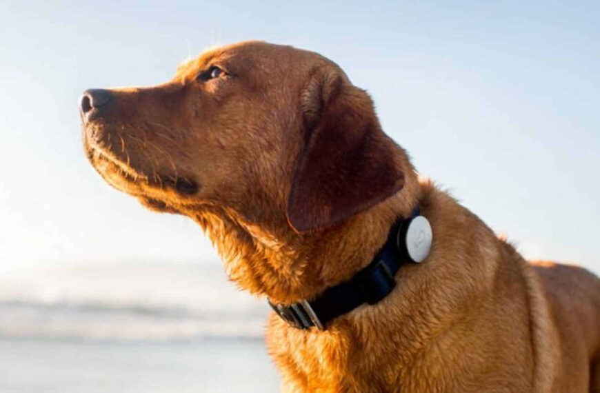 Collar GPS para Perros: Una Guía para Elegir el Mejor Tipo para tu Mascota