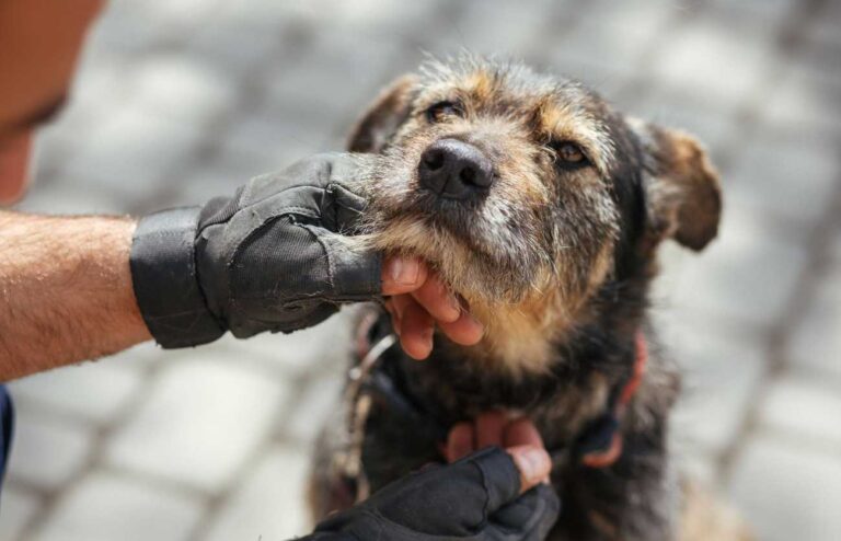 Como donar a las organizaciones de rescate de animales: Un acto de amor que salva vidas