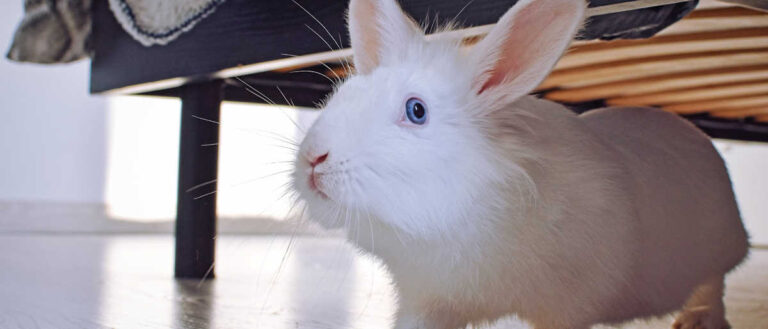 Elementos esenciales para el cuidado de un nuevo conejo mascota