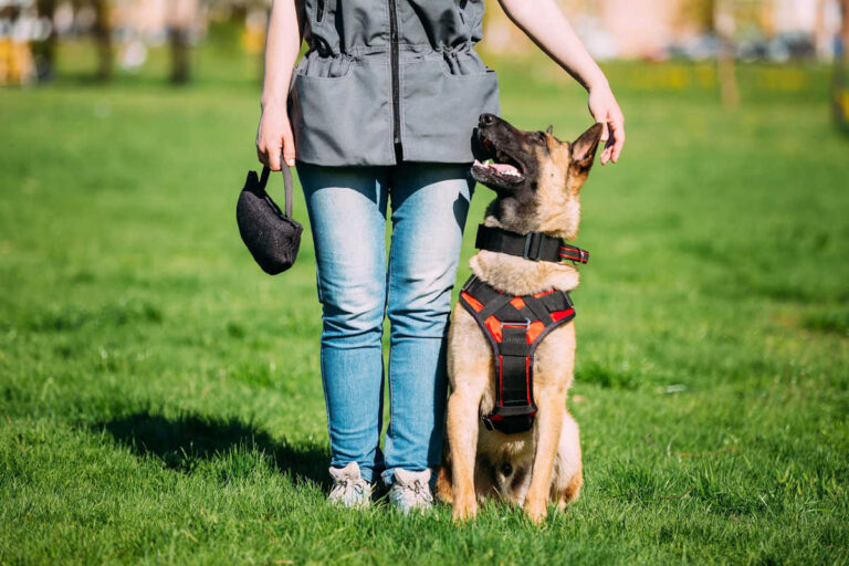 El Método de Adiestramiento Canino Anthill System: Un Enfoque Innovador para una Relación Armoniosa